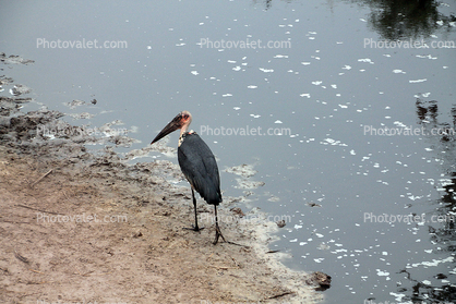 Stork, Katavi National Park, Tanzania