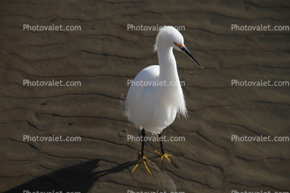 White Heron, Presidio Lagoon