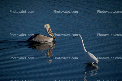 White Heron, Presidio Lagoon