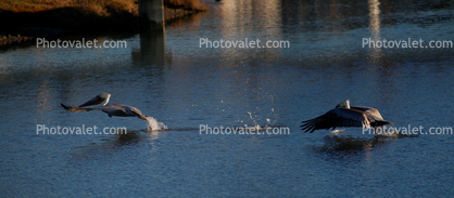 Pelican, Presidio Lagoon
