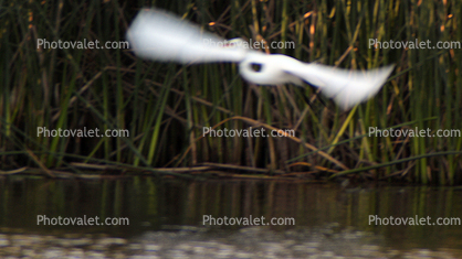 White Heron wings wide spread