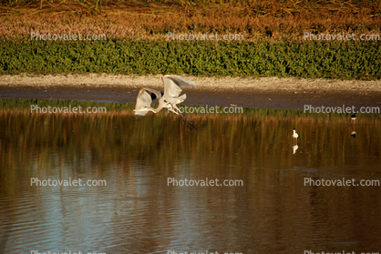 White Heron, Laguna de Santa Rosa, Marin County California