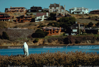 Egret, Heron, Sausalito
