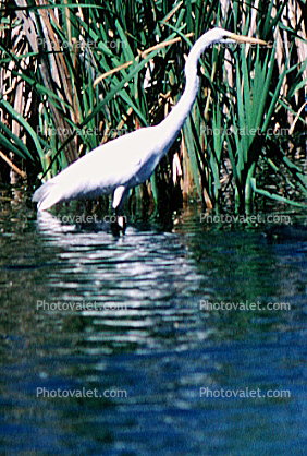 Egret, Tule Lake, California