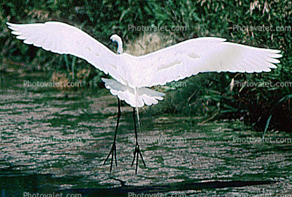 Egret, Tule Lake, California