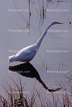 Egret, Rodeo Lagoon, Marin County