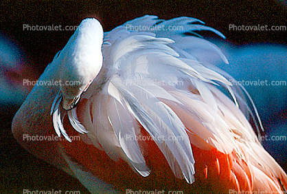 Lesser Flamingo, (Phoenicopterus minor), Phoenicopteridae, Phoenicopterus