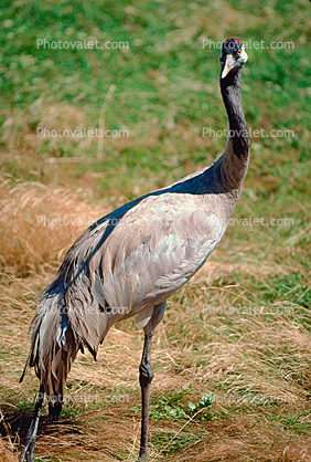 Common Crane (Grus grus), Gruidae