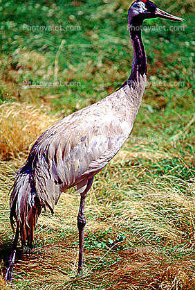 Common Crane (Grus grus), Gruidae