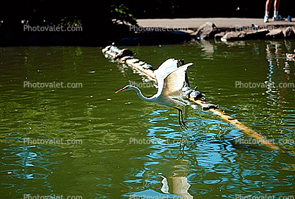Egret Taking Off, Winges, Flight, Water, Stow Lake
