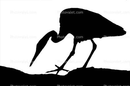 Egret silhouette, shape, logo
