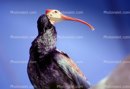 Southern Bald Ibis, (Geronticus calvus), Threskiornithidae, Threskionithinae