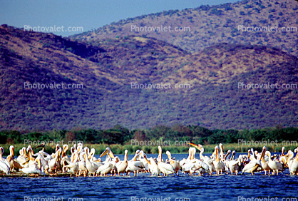 Lesser Flamingo, (Phoenicopterus minor), Phoenicopteridae, Phoenicopterus, Great rift Valley, Africa