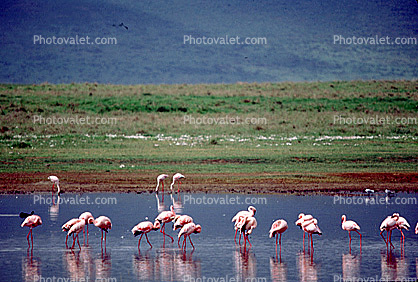 Lesser Flamingo, (Phoenicopterus minor), Phoenicopteridae, Phoenicopterus, Great rift Valley, Africa