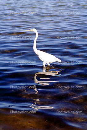 Egret, Long Key, Florida