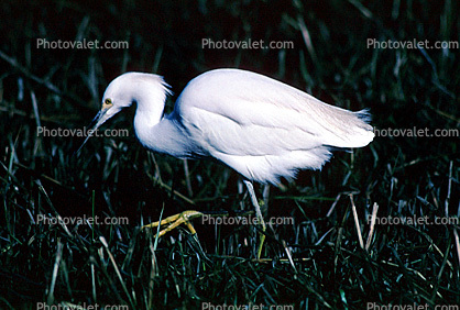 Egret, wading bird, wetland