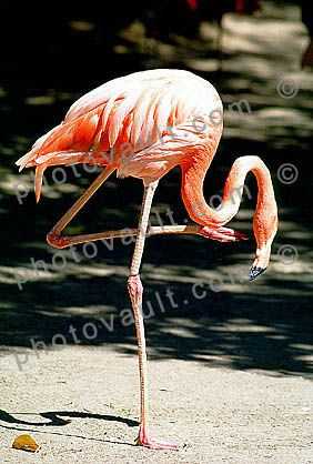 American Flamingo, (Phoenicopterus ruber), Phoenicopteriformes, Phoenicopteridae