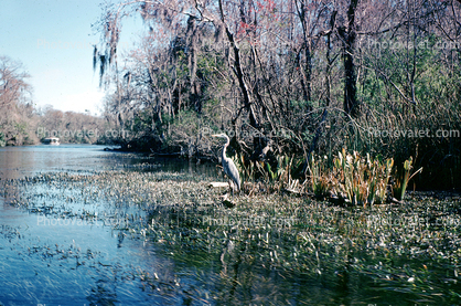 swamp, wetlands, bayou, Florida