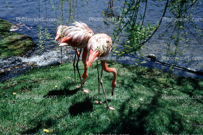 Flamingo, Sterling Forest Gardens, Hudson Valley, New York, Sterling Forest State Park
