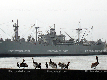 Brown Pelican, Liberty Ship