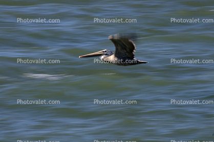 Pelican deep in flight, Russian River, Sonoma County