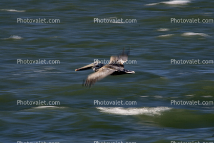 Pelicans, Russian River, Sonoma County