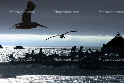 Pelicans, Russian River, Pacific Ocean, Sonoma County