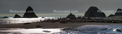Pelicans, Seals, Russian River, Pacific Ocean, Panorama
