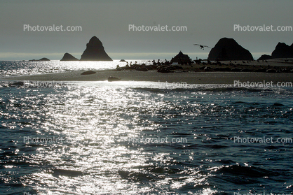 Pelican, Sonoma County, Pelicans, Seals, Russian River, Pacific Ocean