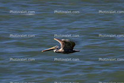 Pelican, Sonoma County