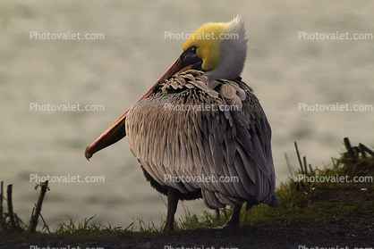 Pelican, Marin County, California