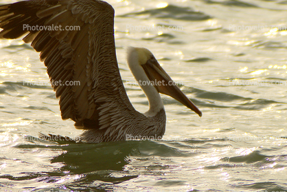 Pelican, Marin County, California
