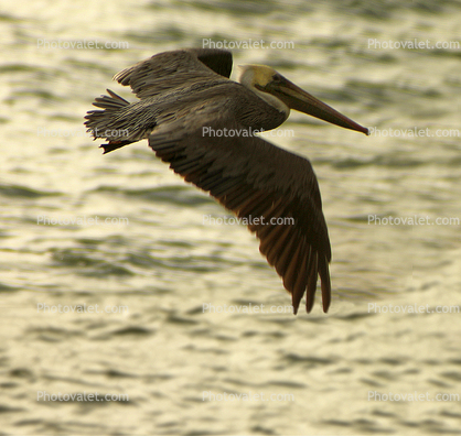 Pelican, Marin County, California