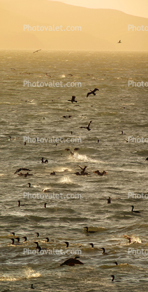 A large flock of Cormorants frolicking in Tomales Bay, Marin County