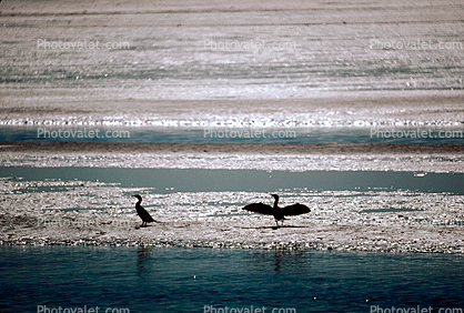 Cormorant in Bolinas Lagoon, Marin County