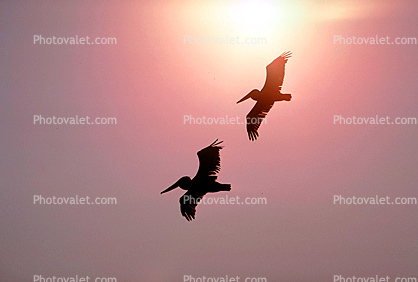 Two Pelicans in Flight