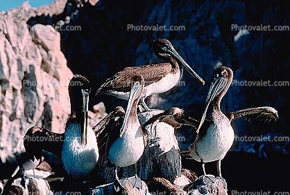 Pelicans, Cabo San Lucas, Baja Sur