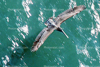 Brown Pelican, San Francisco Bay, California