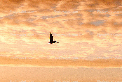 Pelican, Sunrise, Sunsight
