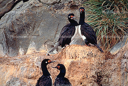 nesting Cormorants