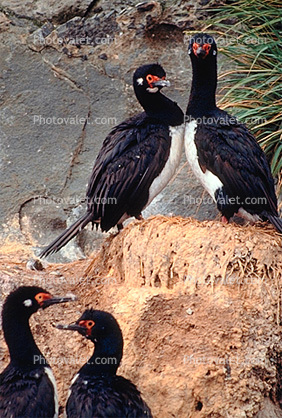 nesting Cormorants