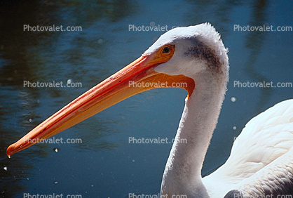 Pelican on the Water, Beak