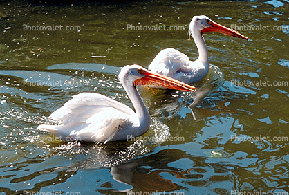 Two White Pelicans Swimming on the Water