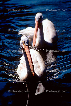 Two White Pelicans Swimming on the Water