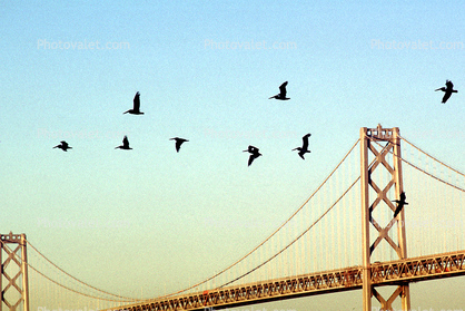 Pelicans, Bay Bridge, San Francisco