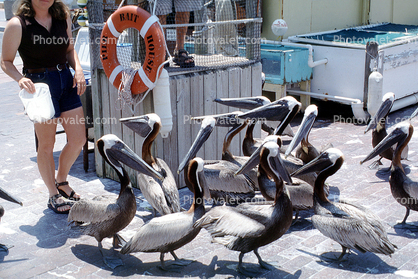 Pelicans on he pier, Saint Petersburg, Pelicans