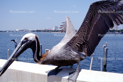 Saint Petersburg, Pelicans