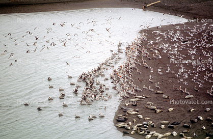 Pelicans, Harbor Seals, Russian River Mouth, Pacific Ocean, Sonoma County