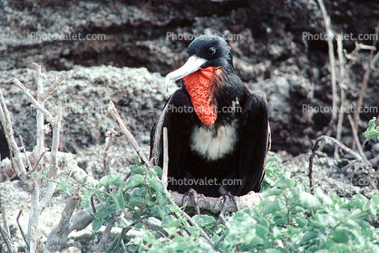 Galapagos Islands Birds, Great Frigate Bird