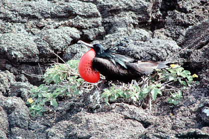 Galapagos Islands Birds, Great Frigate Bird